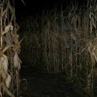 The Corn Maze