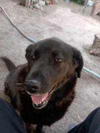Perrita chola