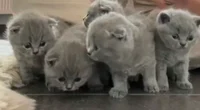 Baby Kittens