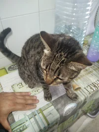 My cat Kira