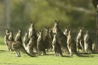 Kangaroo infection 