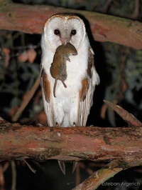 Barn Owl -Simon-