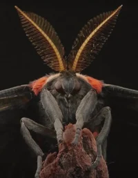 DARK MOTH