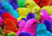 Dyed Chicks
