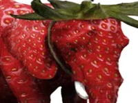 strawberry elephant