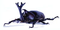 Giant Rhino beetle 