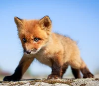 Fox Pup