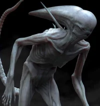 Neomorph 