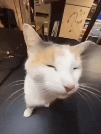 Silly