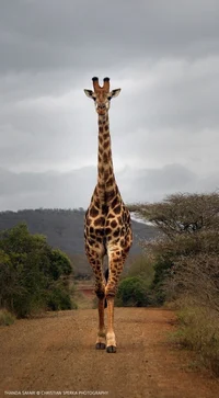 Lord Giraffe 