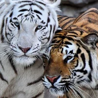 Your two tigers