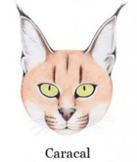 Wild caracal