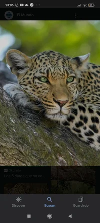 Leopardo