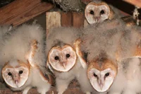 A lot of Barn Owls 