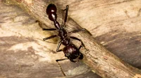 a BULLET ANT