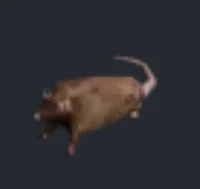 Rat