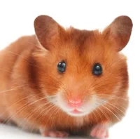 Hamster