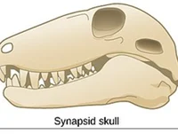 A Synapsid