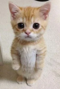 El Gato