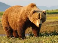 Grizzly bear