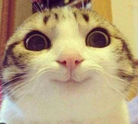 Hecker-cat