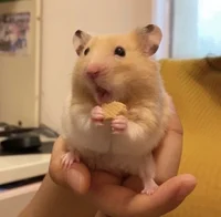 Shocked hamster