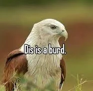 Dis is a burd