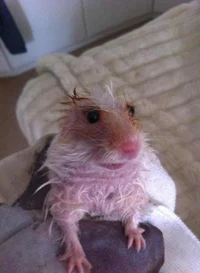 Wet hamster