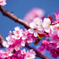 Harry -Henry Wilson-