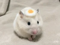 Egg hamster