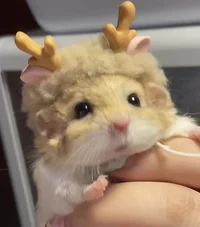 Deer hamster