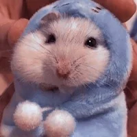 Cold hamster