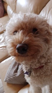 Fluffy doggo