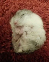 Sleepy hamster 