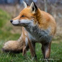 Fox
