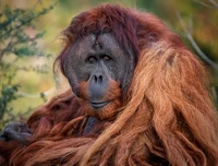 Orangutan