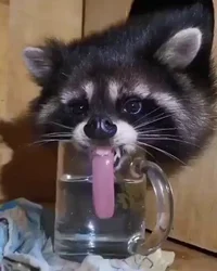 Raccoon 