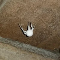 Fungus spider