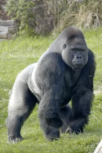 Silverback Gorilla