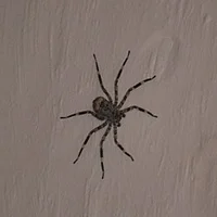Spider On Your Wall