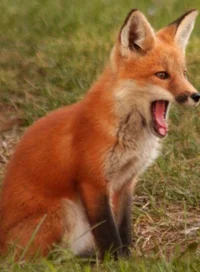Fox