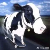 Cool cow