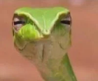 Judgemental shoelace