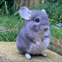Advice Chinchilla