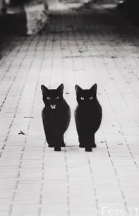 Twin Cats