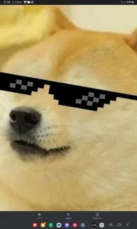 Cool dog