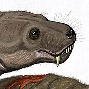Moschorhinus