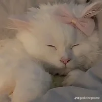 Kat