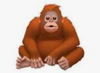 Orangutan oh uh skao