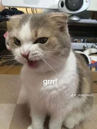 Your angry cat